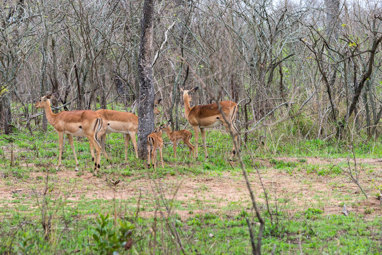 20161113 162643 Impalas 1